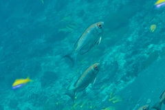 Priacanthus hamrur