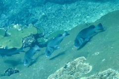 Plectorhinchus gibbosus