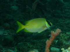 Siganus puellus