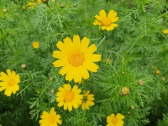 Glebionis coronaria