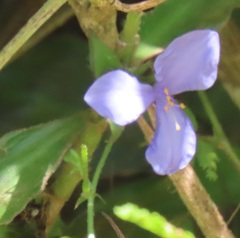 Coleotrype natalensis