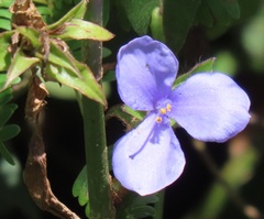 Coleotrype natalensis