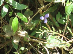 Coleotrype natalensis