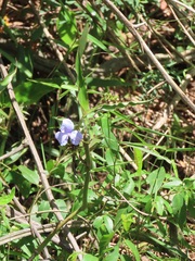 Coleotrype natalensis