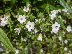 Nemophila parviflora
