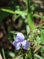Coleotrype natalensis