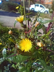 Sonchus oleraceus