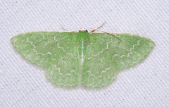 Synchlora