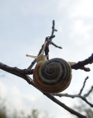 Pseudotachea splendida