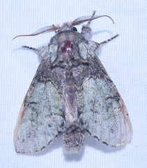 Macrurocampa marthesia