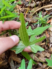 Dioscorea brachybotrya