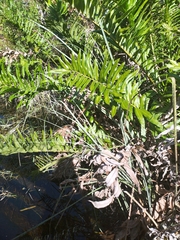 Acrostichum danaeifolium