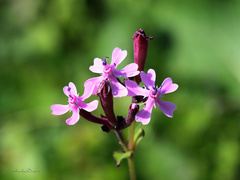 Silene aegyptiaca