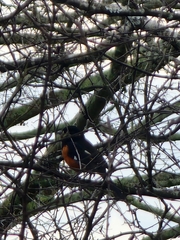 Pipilo erythrophthalmus