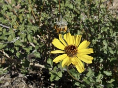 Encelia asperifolia