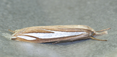 Crambus satrapellus