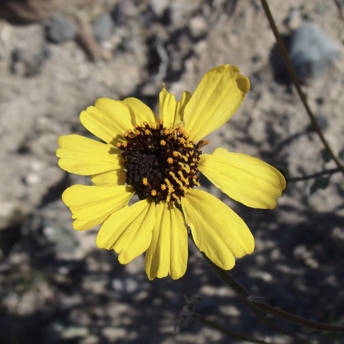 Encelia asperifolia, photograph 3