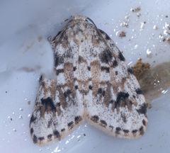 Clemensia ochreata