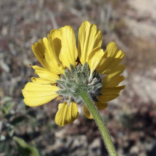 Encelia asperifolia, photograph 4