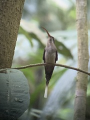 Phaethornis longirostris