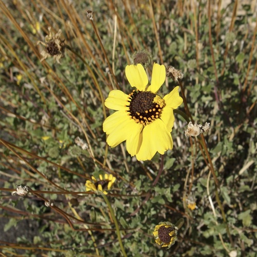 Encelia asperifolia, photograph 5