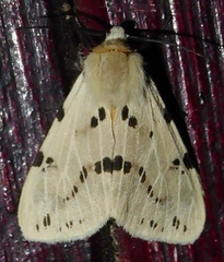 Spilosoma ummera