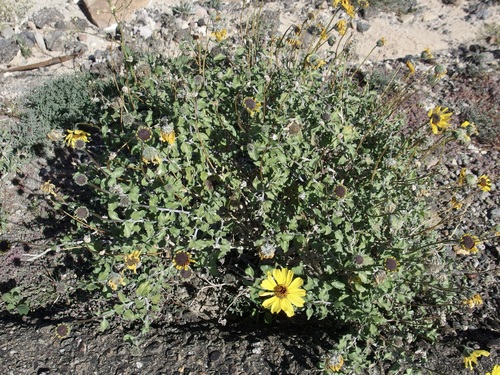 Encelia asperifolia, photograph 6
