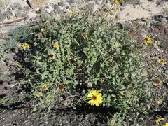 Encelia asperifolia