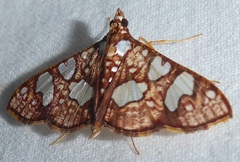 Glyphodes canthusalis