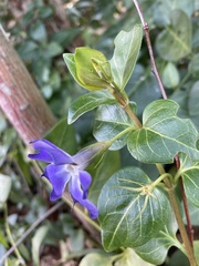 Vinca major