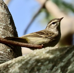 Setophaga palmarum
