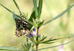 Papilio demoleus