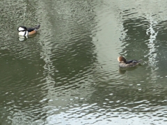 Lophodytes cucullatus
