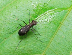 Cylindera collicia