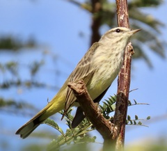 Setophaga palmarum