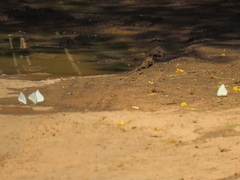 Appias epaphia contracta