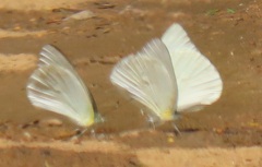 Appias epaphia contracta