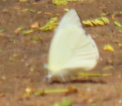 Appias epaphia contracta