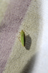 Draeculacephala balli