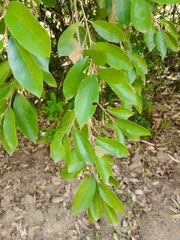 Styrax leprosus