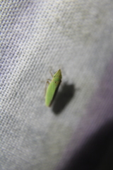 Draeculacephala balli