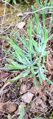Dudleya attenuata × edulis