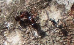 Atopomyrmex mocquerysi