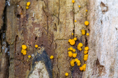 Calycina