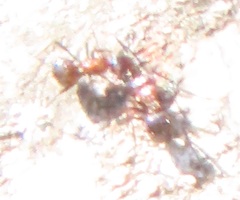 Atopomyrmex mocquerysi