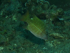 Lethrinus erythracanthus
