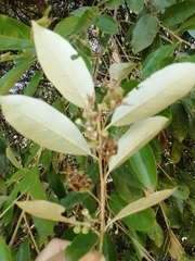 Styrax leprosus