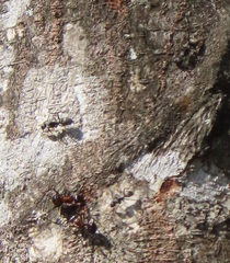 Atopomyrmex mocquerysi