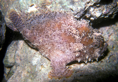 Abantennarius drombus