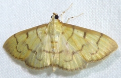 Herpetogramma rudis